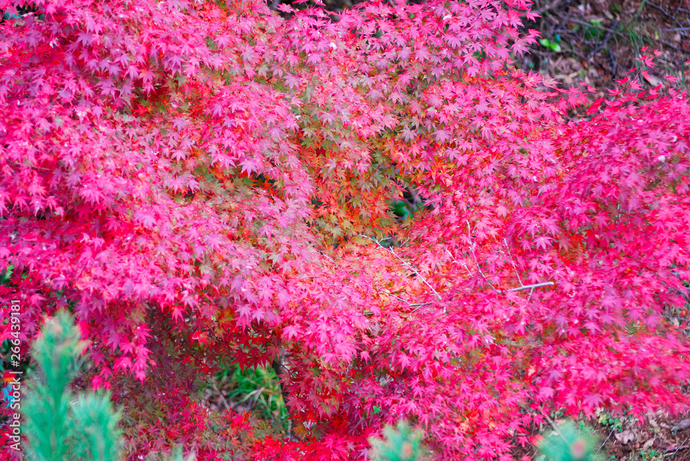 Obraz premium モミジ