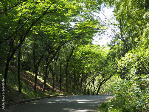 新緑の並木道（日本、大阪府、服部緑地公園）