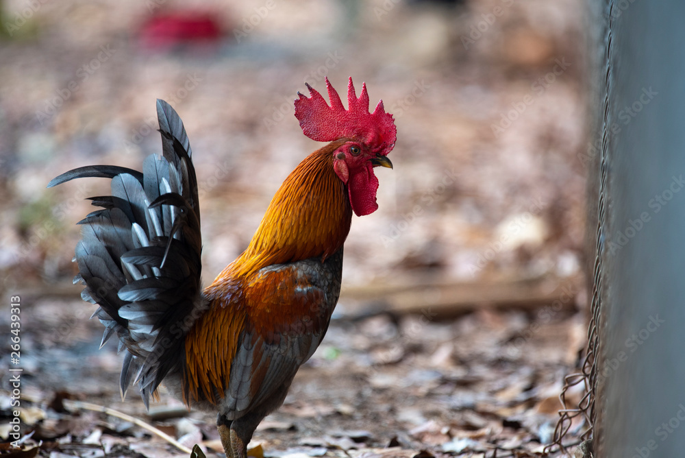 Fototapeta premium Male bantam with long and colorful hair
