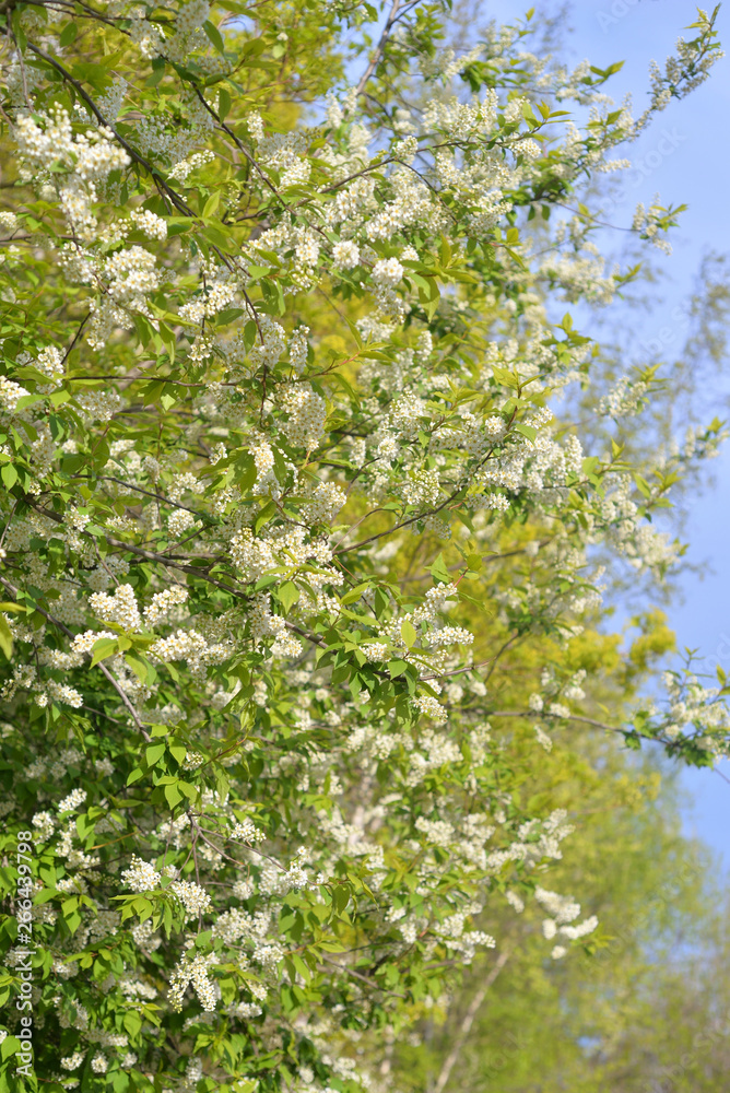 Blossoming bird cherry tree. Blossoming bird cherry tree.