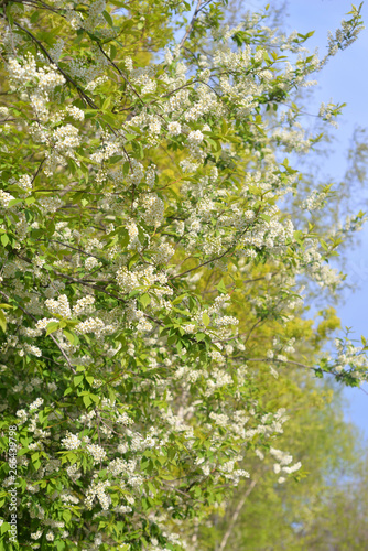 Blossoming bird cherry tree.