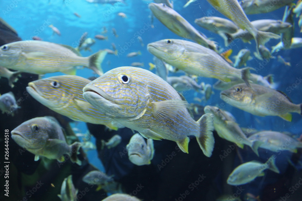Naklejka premium A school of yellow and silver light-colored tropical fish swimming in a blue background underwater.