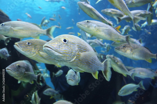 A school of yellow and silver light-colored tropical fish swimming in a blue background underwater.