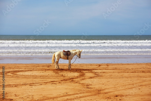 Horses on the beach in Morocco, with the town of Essaouira in the background.