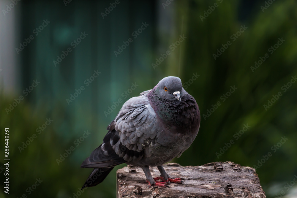 Fototapeta premium Pigeon bird on the electric pole.