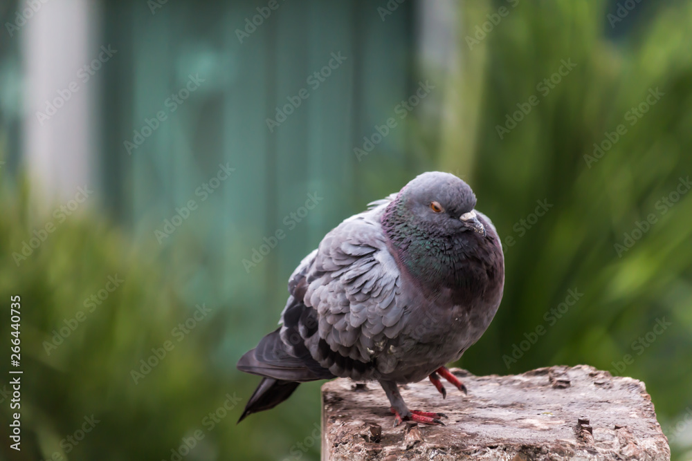 Pigeon bird on the electric pole. Pigeon bird on the electric pole.