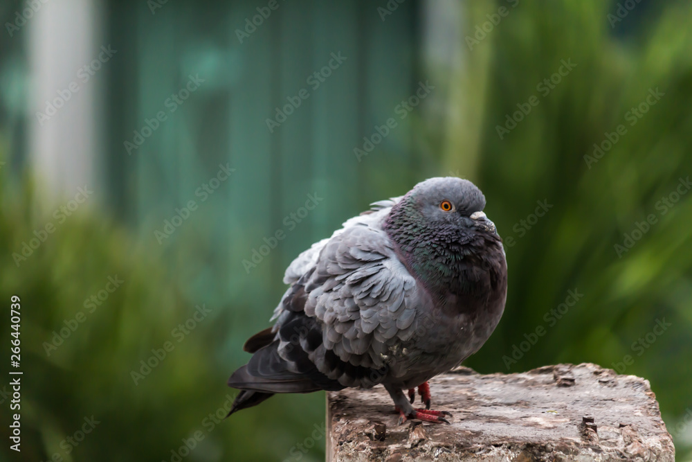 Pigeon bird on the electric pole. Pigeon bird on the electric pole.