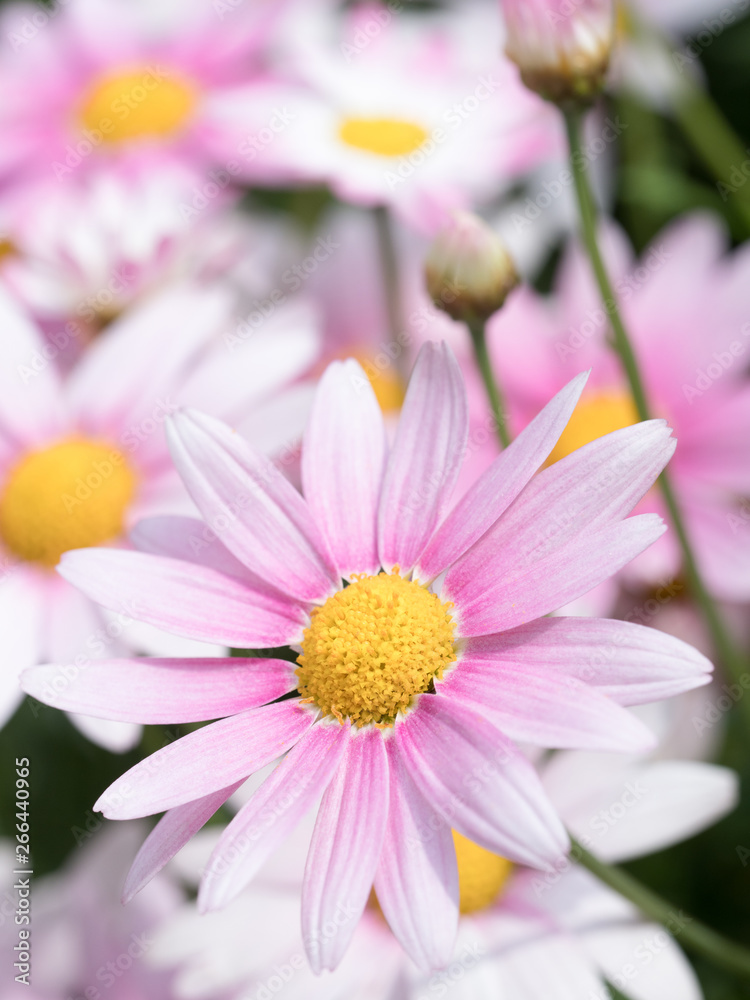 Obraz premium ピンクのマーガレット