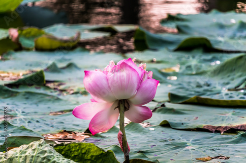    Blooming Lotus Flower   Water Lily in the park. With sunset time.