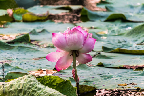    Blooming Lotus Flower   Water Lily in the park. With sunset time.