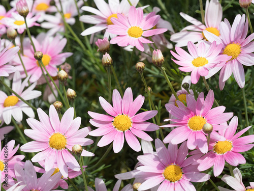 ピンクのマーガレット