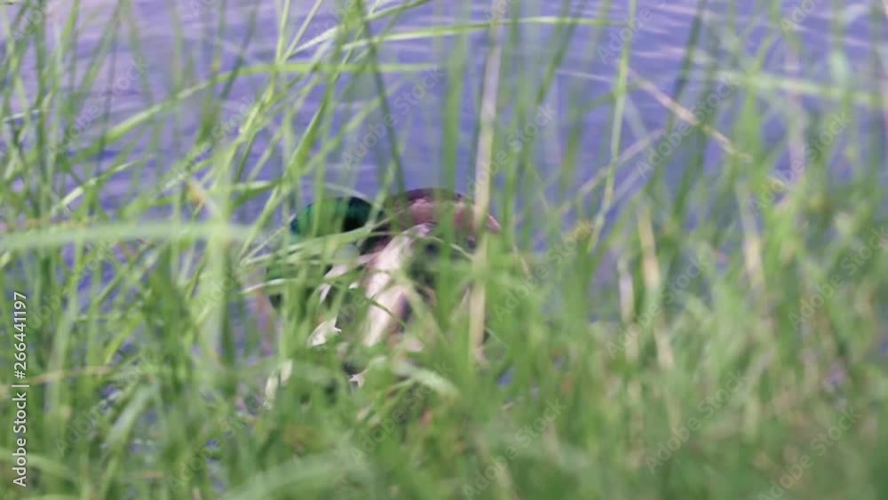Male mallard duck cleaning feathers beside a lake