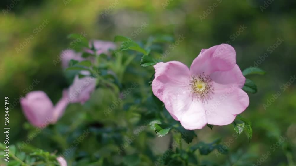 Wild dog rose flower in the spring breeze Wild dog rose flower in the spring breeze