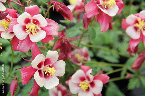 Columbine Pink and White Flowers Gardening © Michelle
