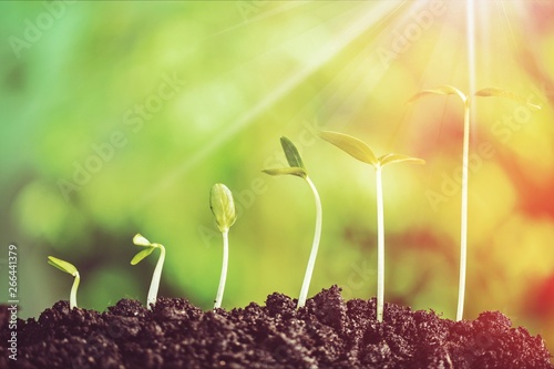 Growth of new life on  background