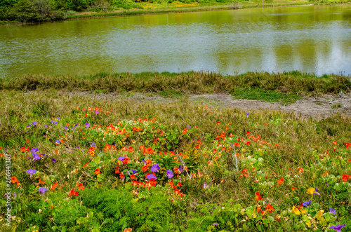 Sea of blooms at Spittal Pond