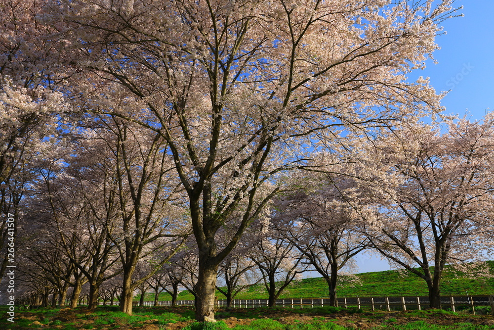 青空と桜並木