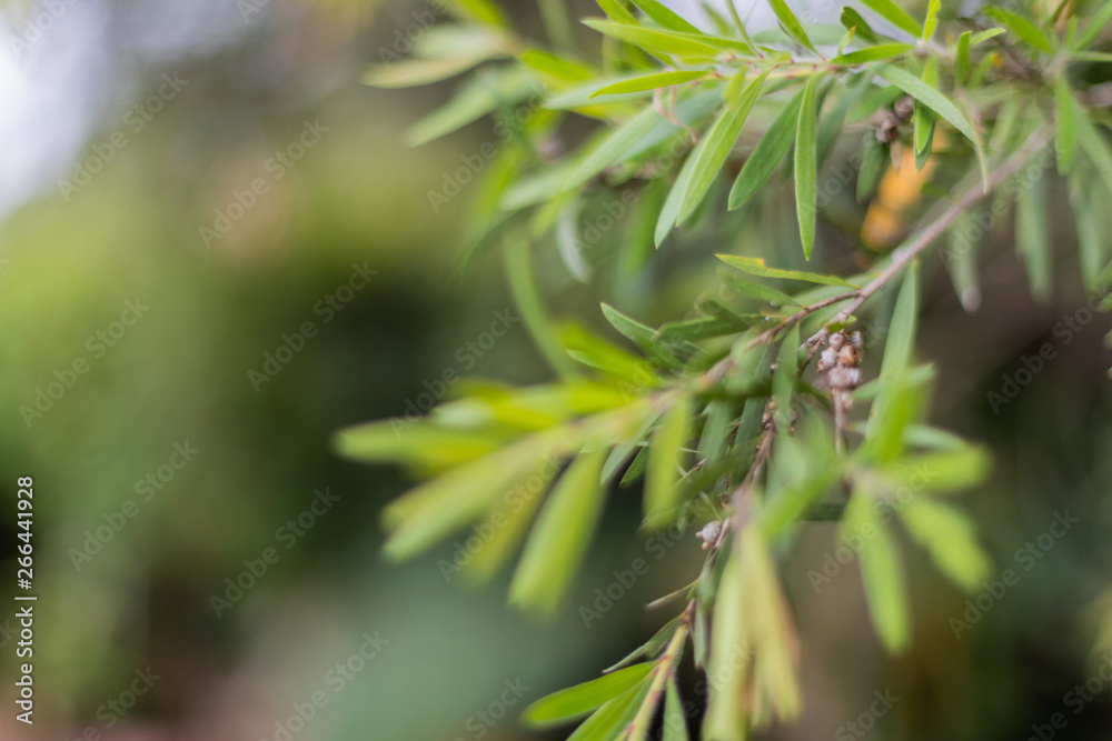 Australian native wattle tree branch with gum nuts, deliberate blur, background