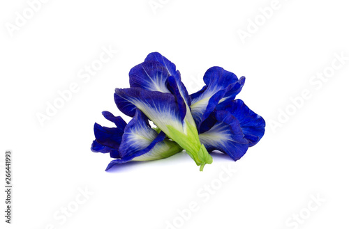 Butterfly Pea Flower Isolated on white background, Clitoria ternatea L