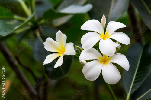 White Plumeria flowers beautiful nature background. © Napob