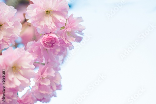 Beautiful spring cherry sakura blossom with fading in to pastel pink background © QKon Studio