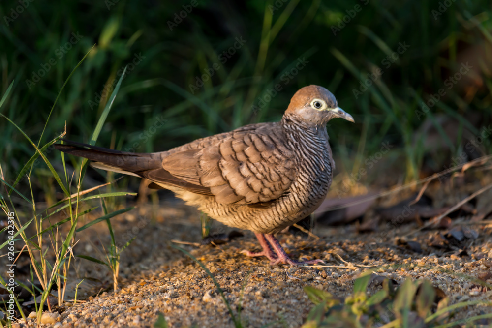 Bird standing on the floor. Bird standing on the floor.