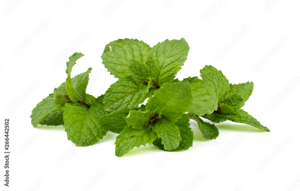 Fresh mint leaves isolated on white background. Fresh mint leaves isolated on white background.