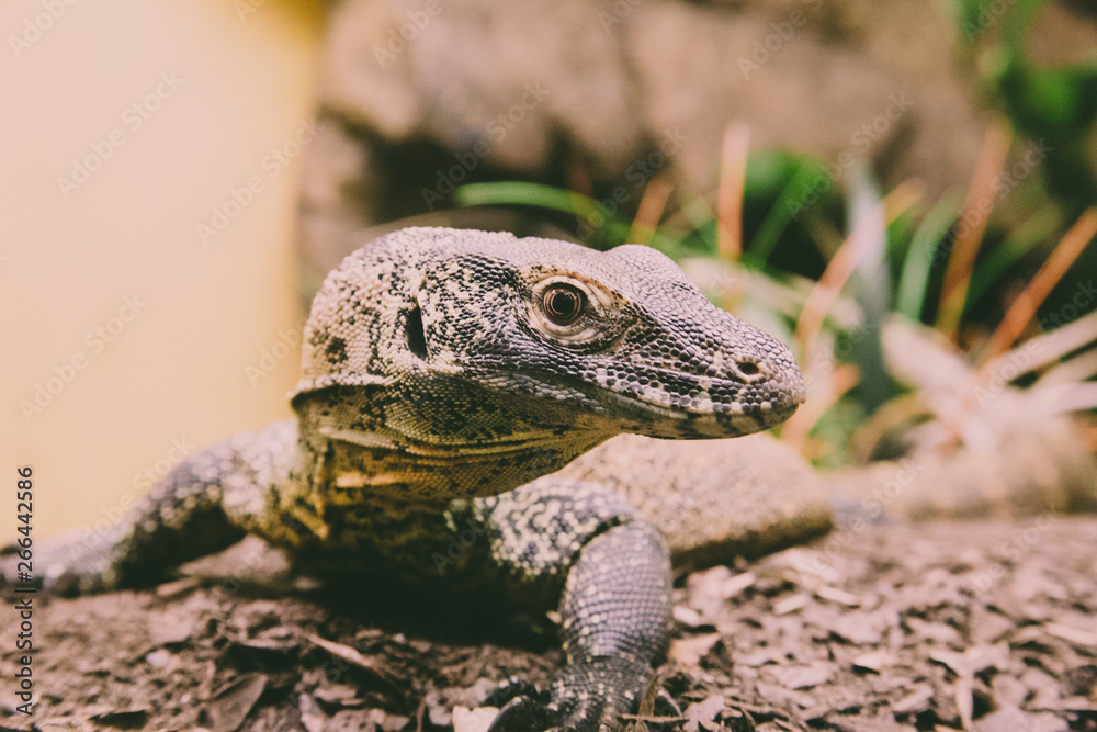 Obraz premium lizard on a rock