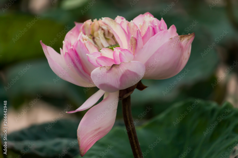 Blooming Lotus flower / Water Lily in the park. With sunset time. Blooming Lotus flower / Water Lily in the park. With sunset time.