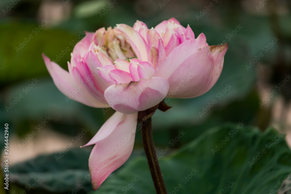 Blooming Lotus flower / Water Lily in the park. With sunset time. Blooming Lotus flower / Water Lily in the park. With sunset time.