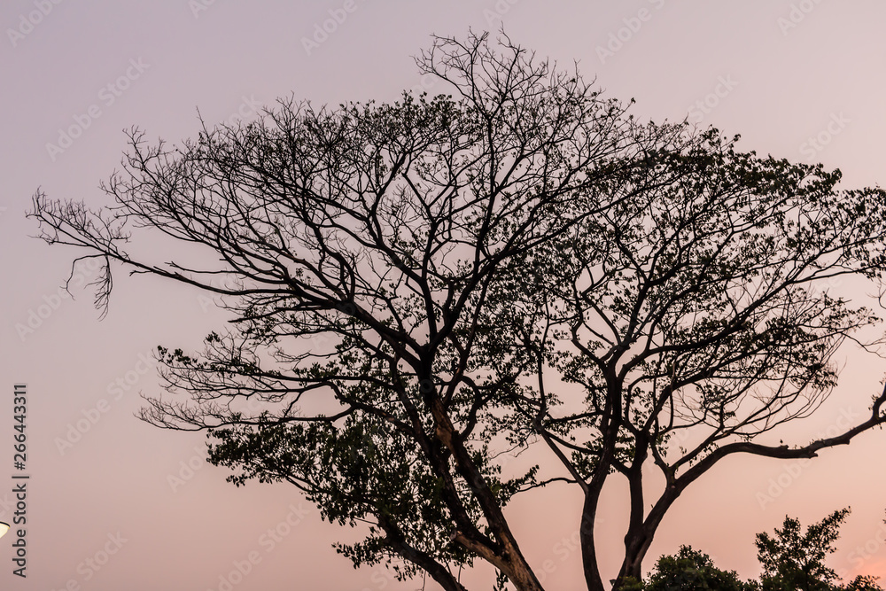Drying tree with sunset time in the park.