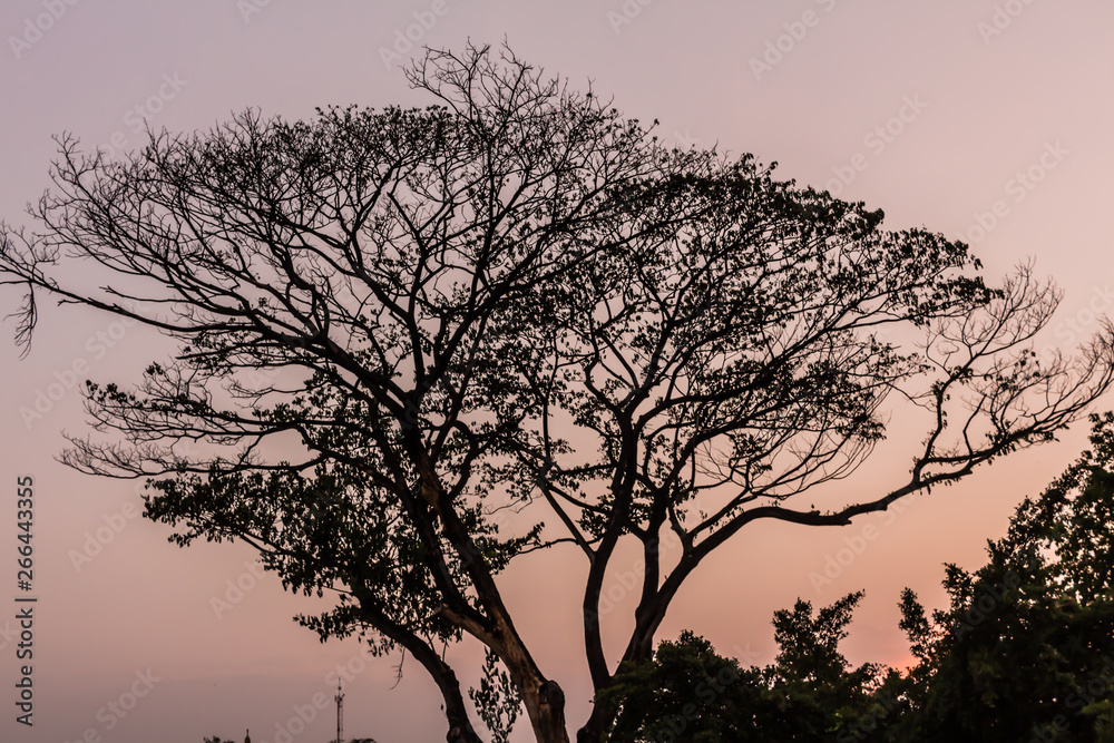 Drying tree with sunset time in the park. Drying tree with sunset time in the park.