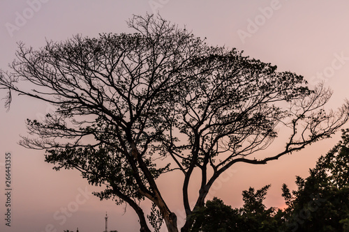 Drying tree with sunset time in the park. © Napob