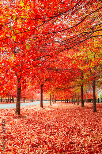 Beautiful Trees in Autumn Lining Streets of Town in Australia