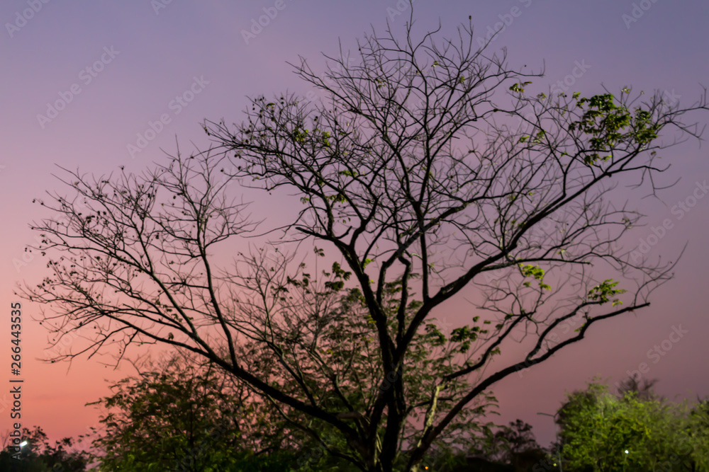 Drying tree with sunset time in the park. Drying tree with sunset time in the park.