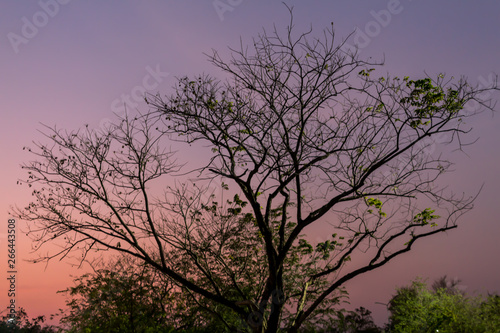 Drying tree with sunset time in the park. © Napob