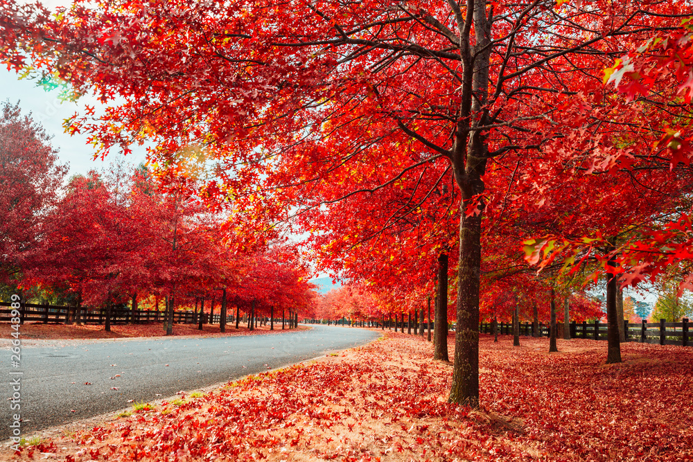 Beautiful Trees in Autumn Lining Streets in Town in Australia