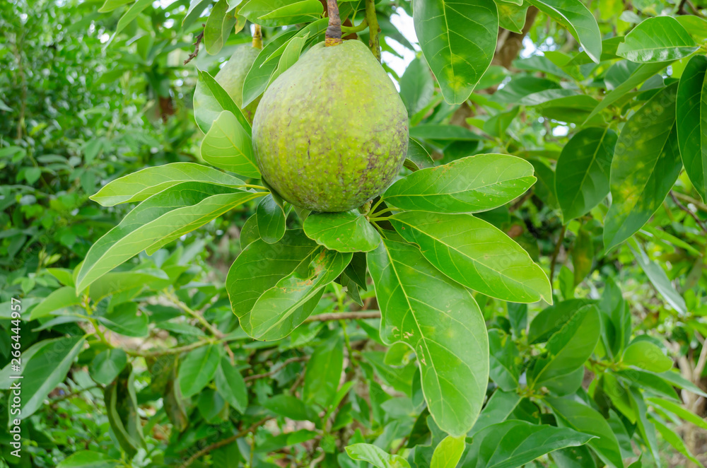 Hanging Avocado Fruit Seated On Leaves