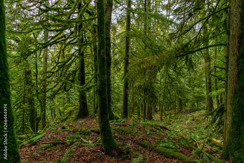 Fototapeta premium path in the forest