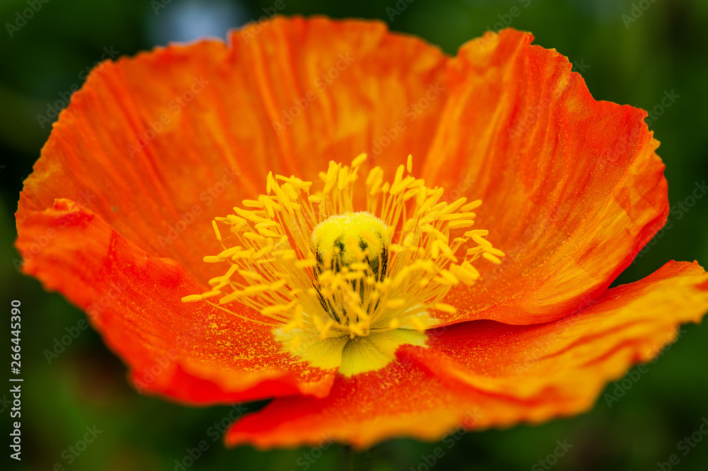 poppy flowers and bud