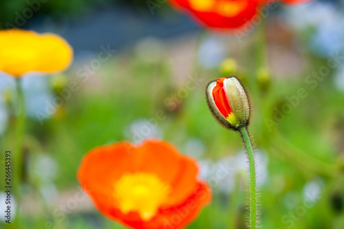 poppy flowers and bud © Everlane