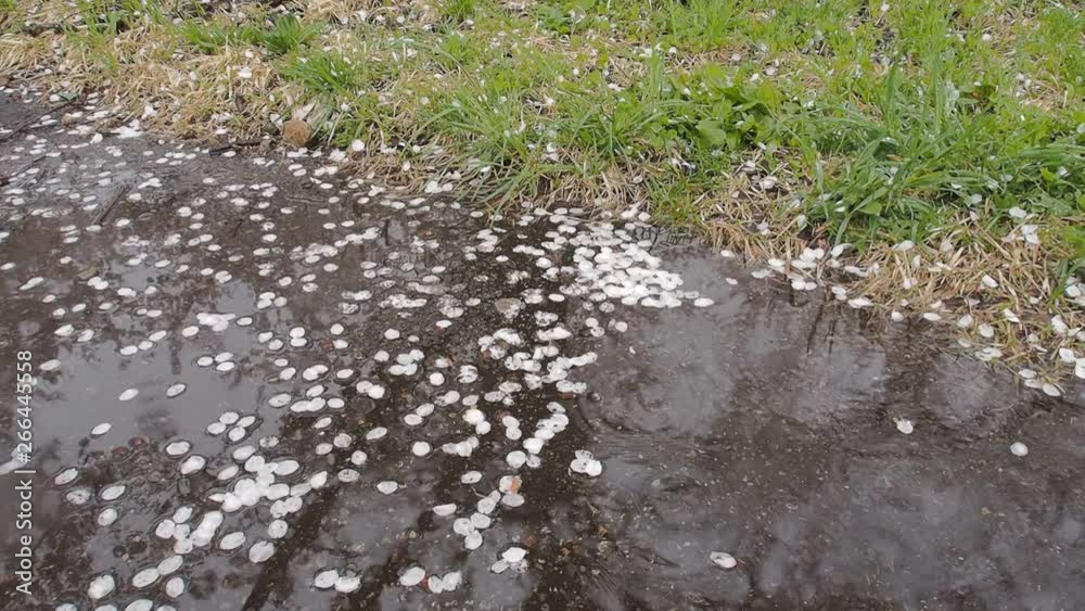 水たまりに落ちた桜の花びら 雨の日 水たまりに落ちた桜の花びら 雨の日