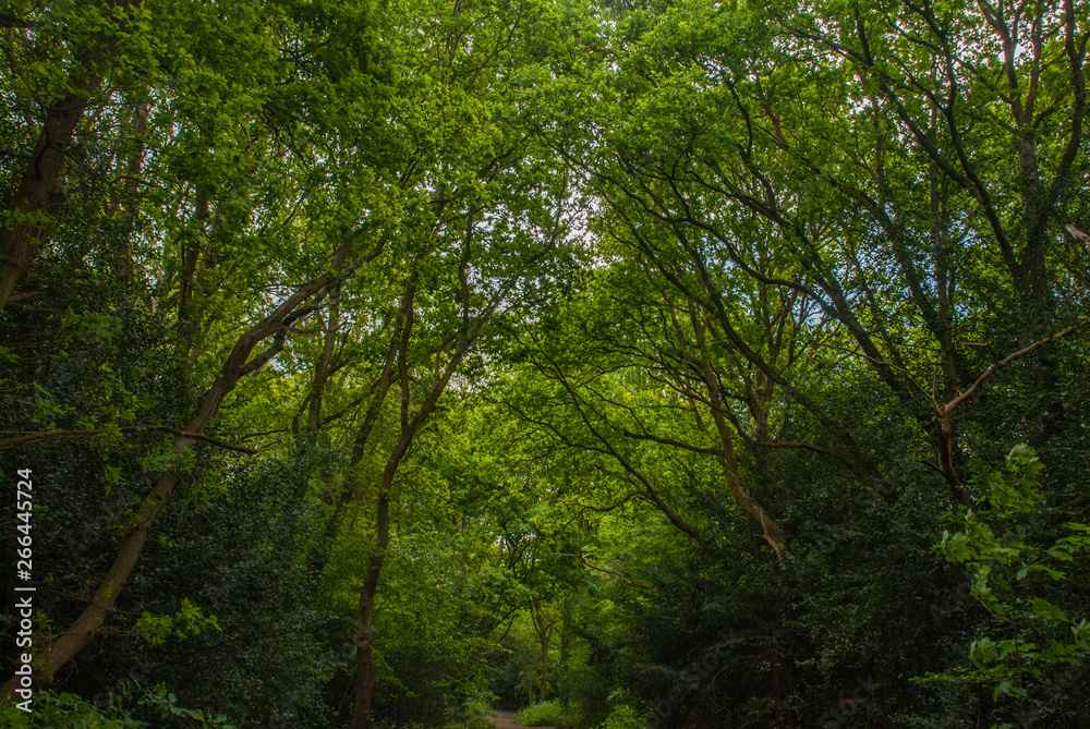 the road in the forest with many trees green.