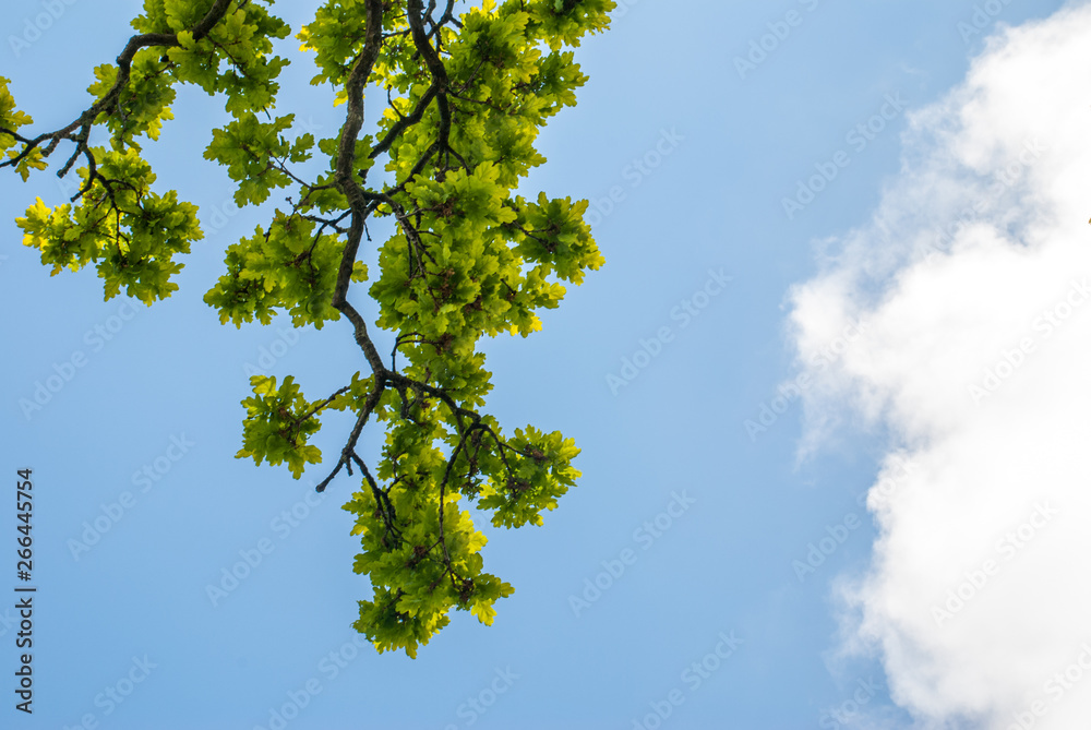 Fototapeta premium The tree opposite the blue sky, the details of the branches that are like a frame Suitable for making background images.