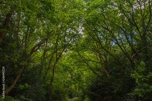 the road in the forest with many trees green.