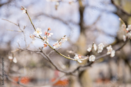 Fototapeta Naklejka Na Ścianę i Meble -  松本城の梅の花
