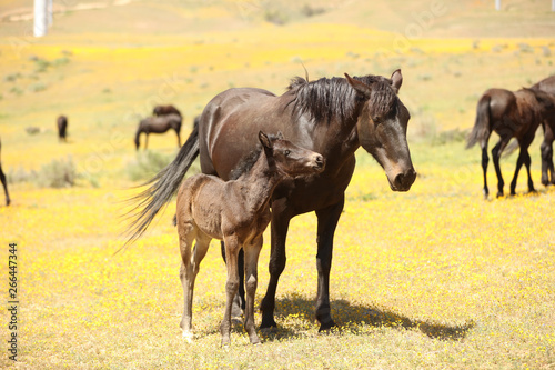 Wild horses running in a yellow flower meadow in the spring time.