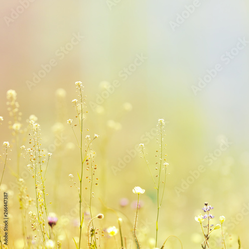 Yellow flowers in a meadow with a blurred background.