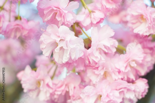 Fototapeta Naklejka Na Ścianę i Meble -  Beautiful spring cherry sakura blossom with fading in to pastel pink background