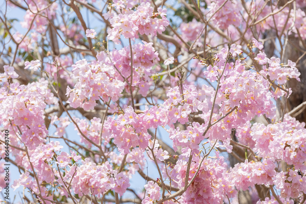 fully of Tabebuia rosea pink trumpet tree 